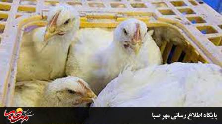 توقیف محموله ۳ هزار و ۵۸۴ قطعه ای مرغ زنده فاقد مجوز در میانه